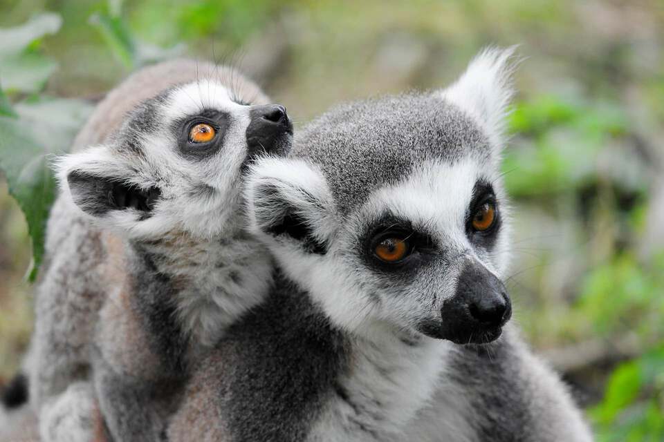 Madagascar