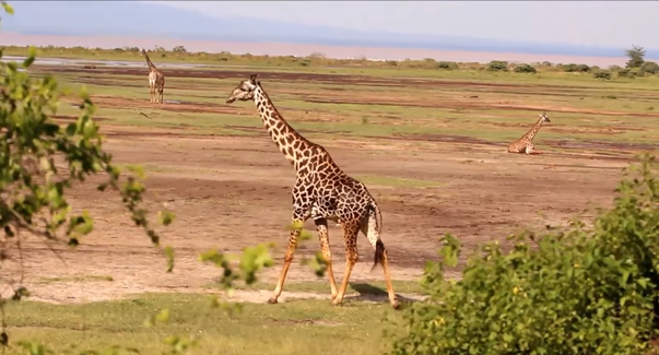 Honeymoon in Tanzania