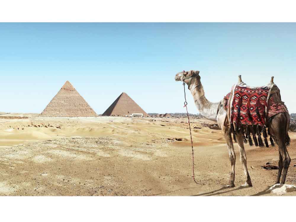 Camel ride in Giza desert 