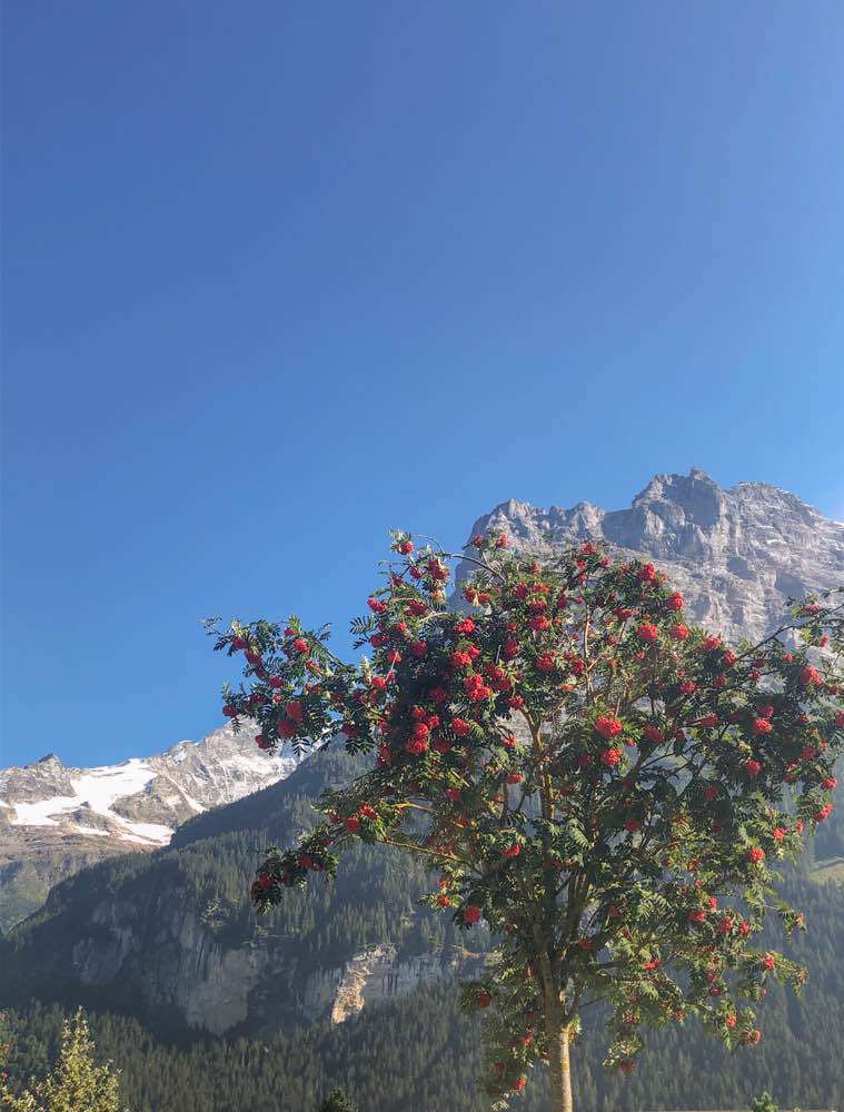 Grindelwald, Grindelwald