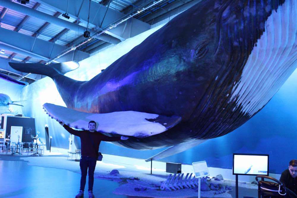 Reykjavík, Whales of Iceland
