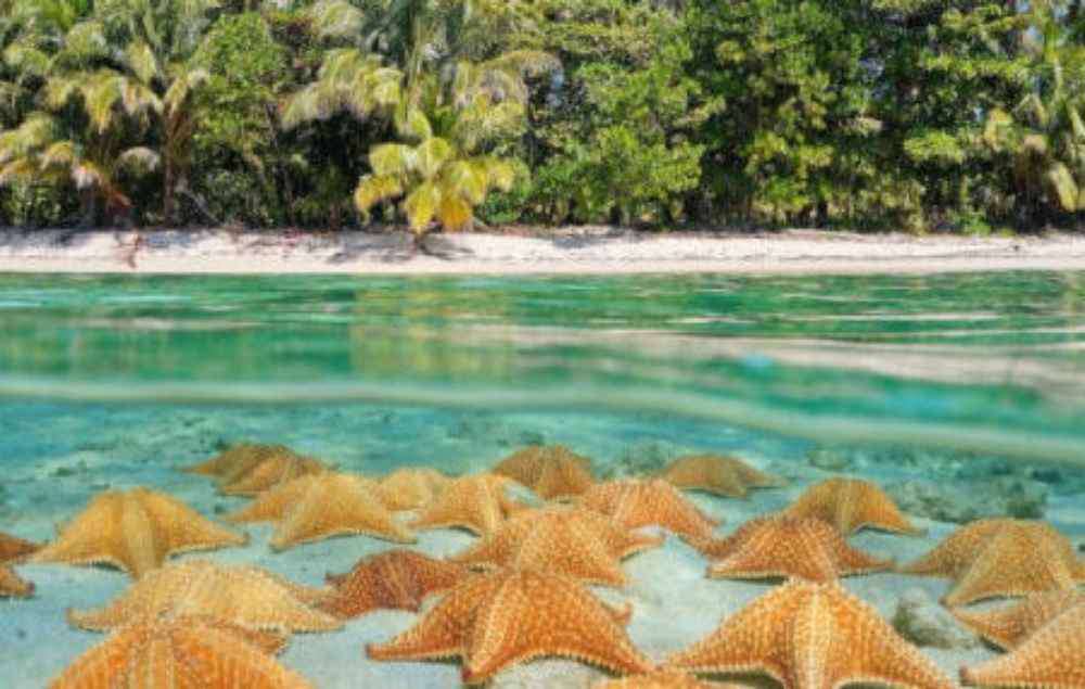 Bocas del Toro Province, Starfish Beach