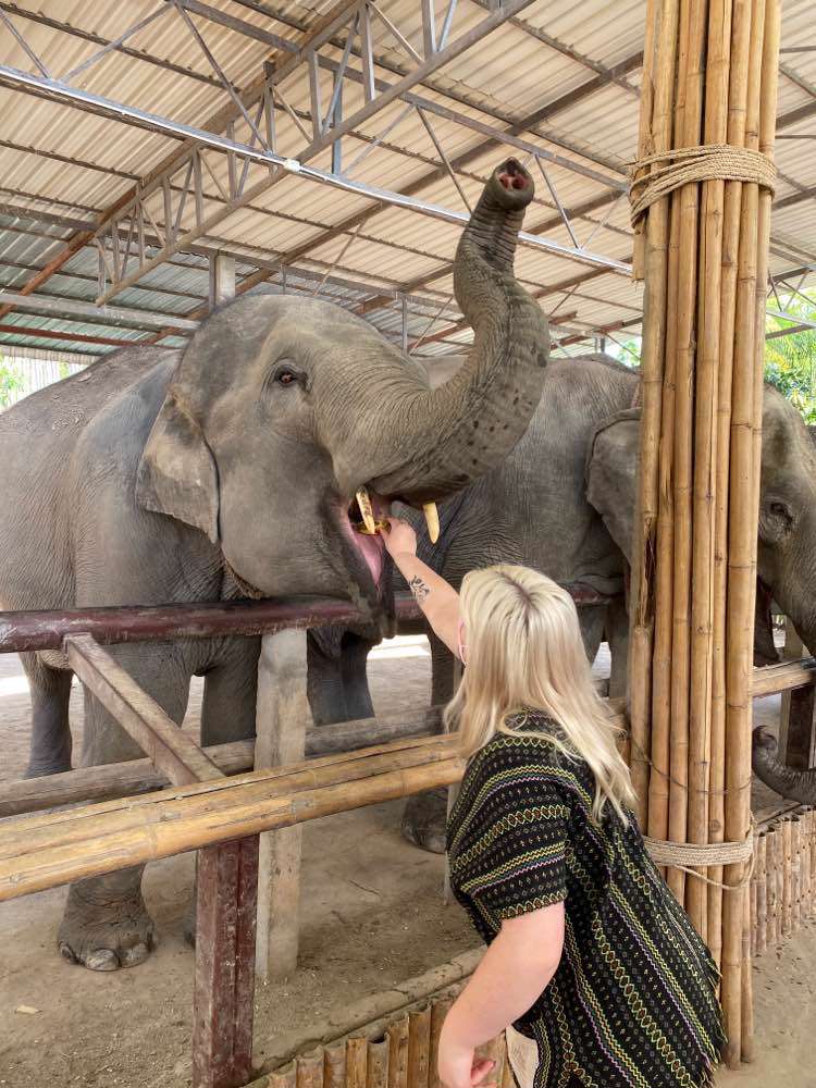 Mae Wang, Chiang Mai Elephant Home