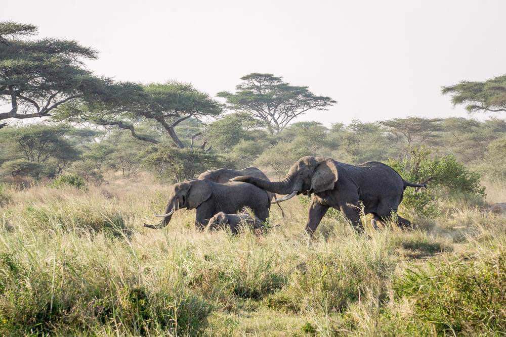 , Serengeti National Park
