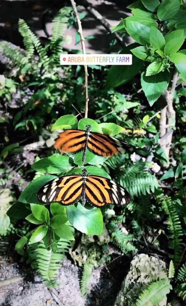 Noord, The Butterfly Farm Aruba N.V.