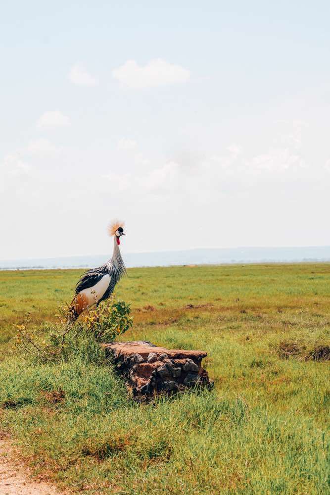 Amboseli , Amboseli National Park