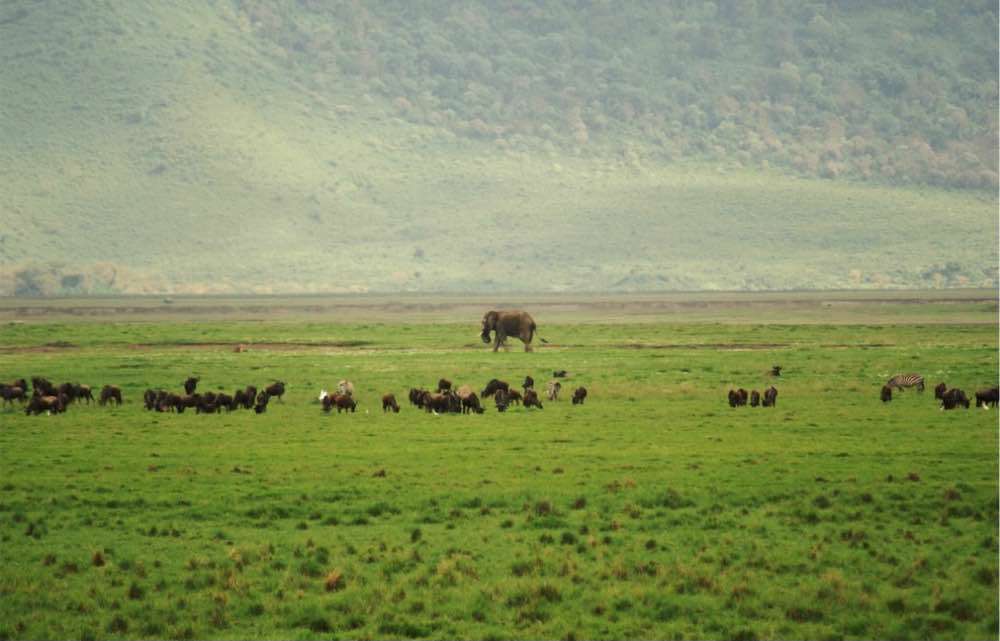 , Maasai Mara National Reserve
