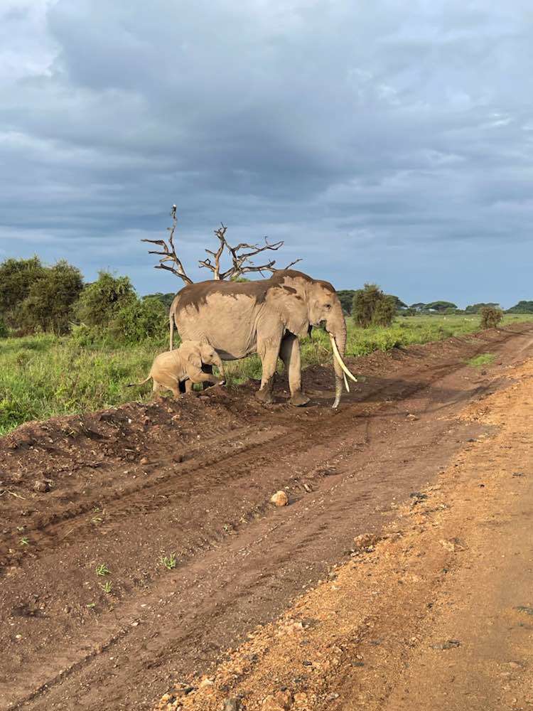 Amboseli , Amboseli National Park