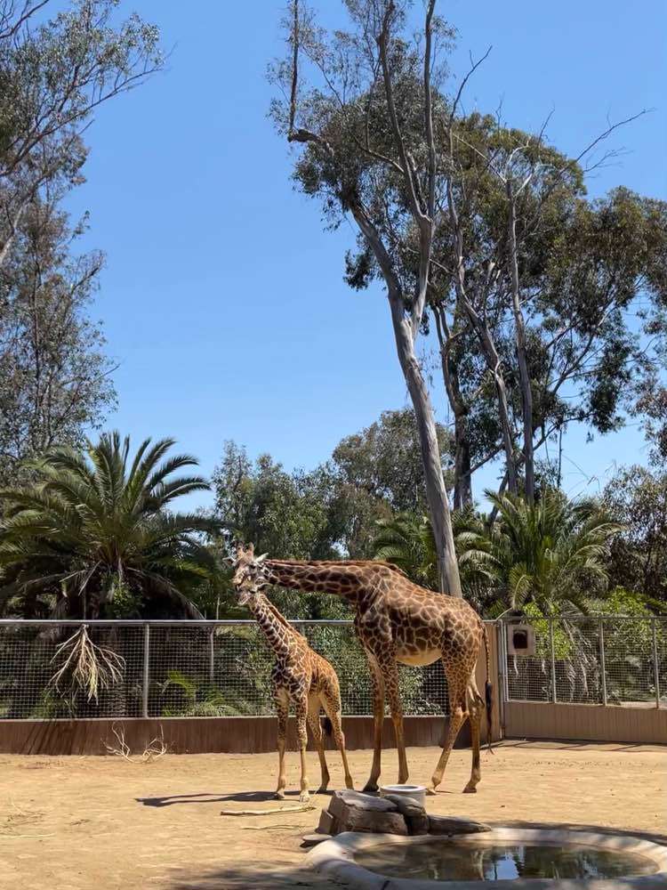 San Diego, San Diego Zoo