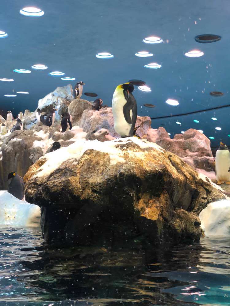 Puerto de la Cruz, Loro Parque - Planet Penguin