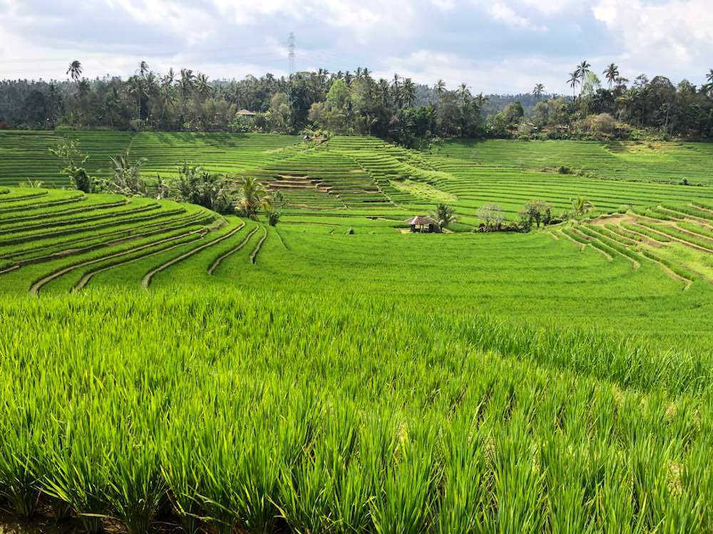 Kabupaten Tabanan, Belimbing Rice Terraces