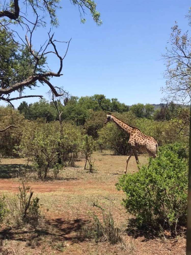 , Kruger National Park