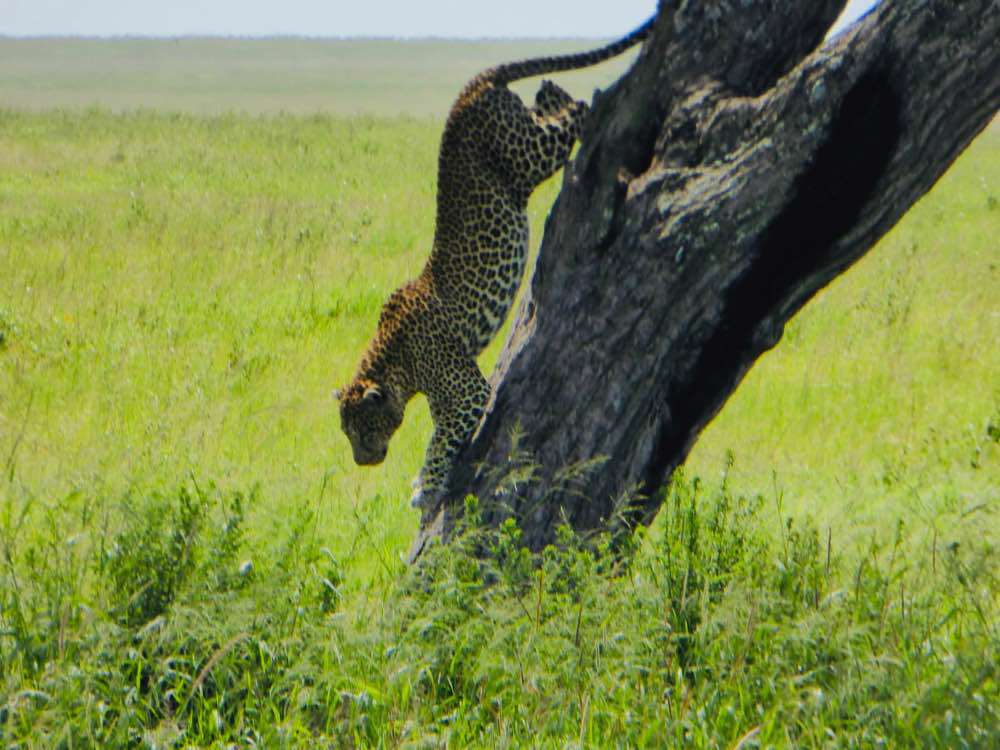 Serengeti, Serengeti