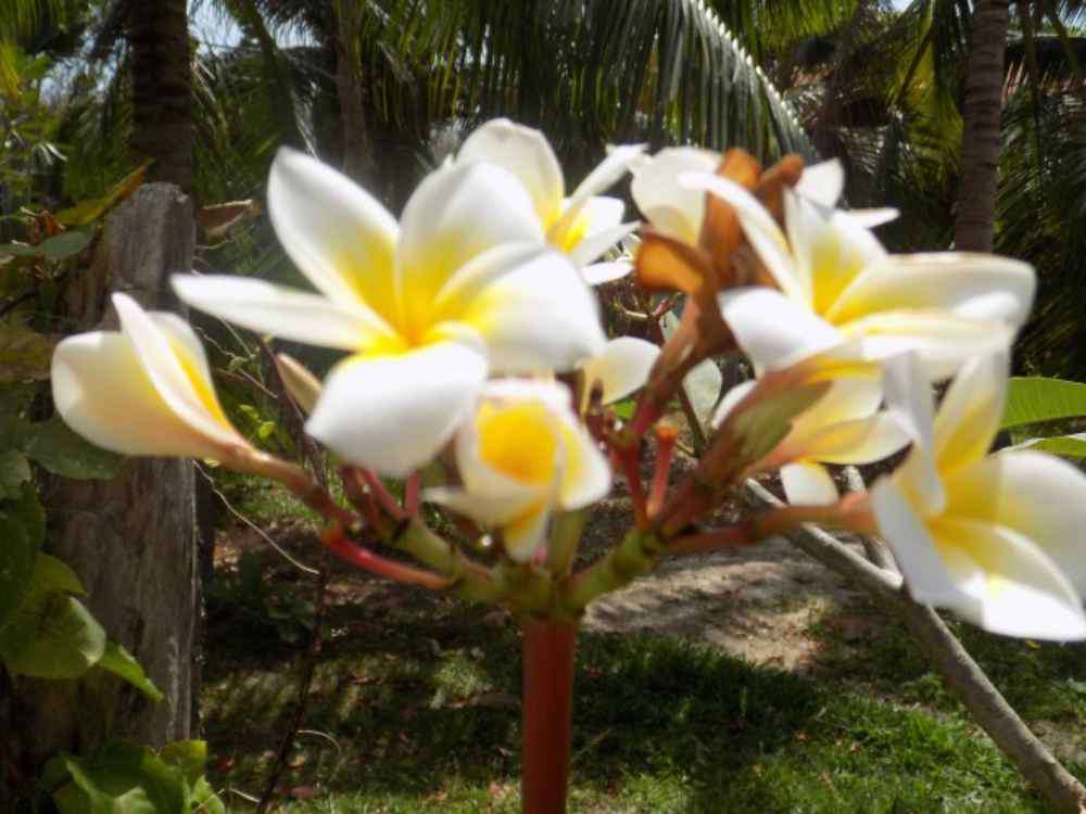 ตำบล เกาะลันตาน้อย, Orchid Garden Resort & Spa