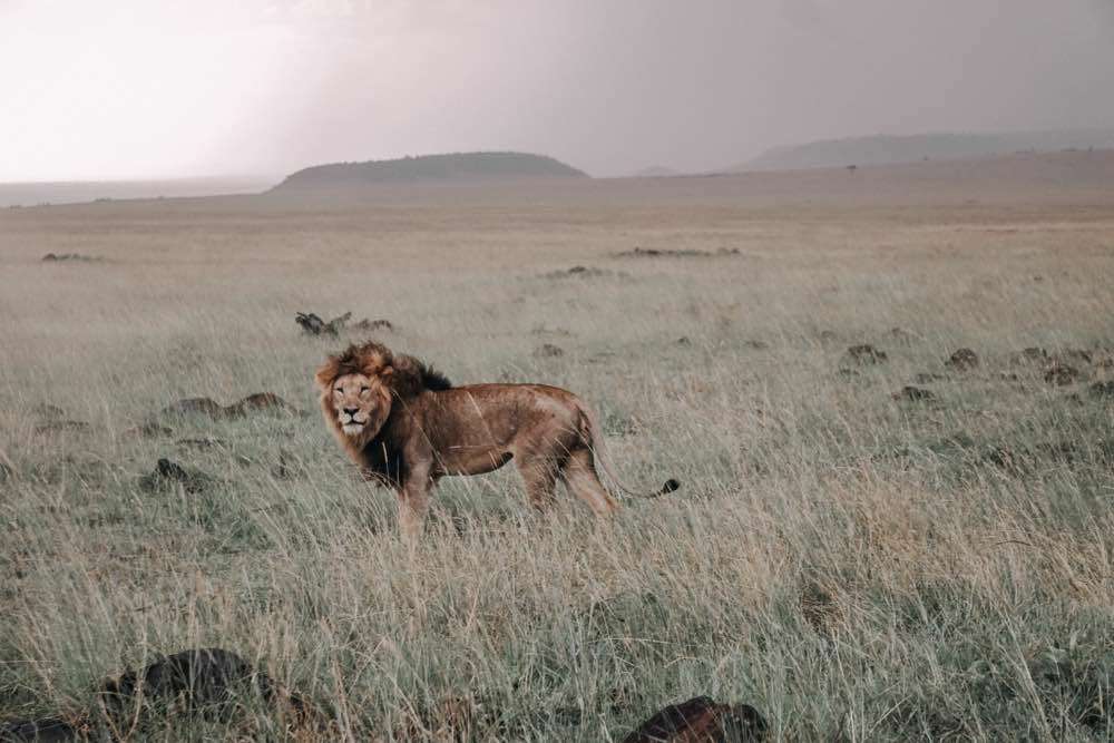 Maasai Mara , Maasai Mara National Reserve
