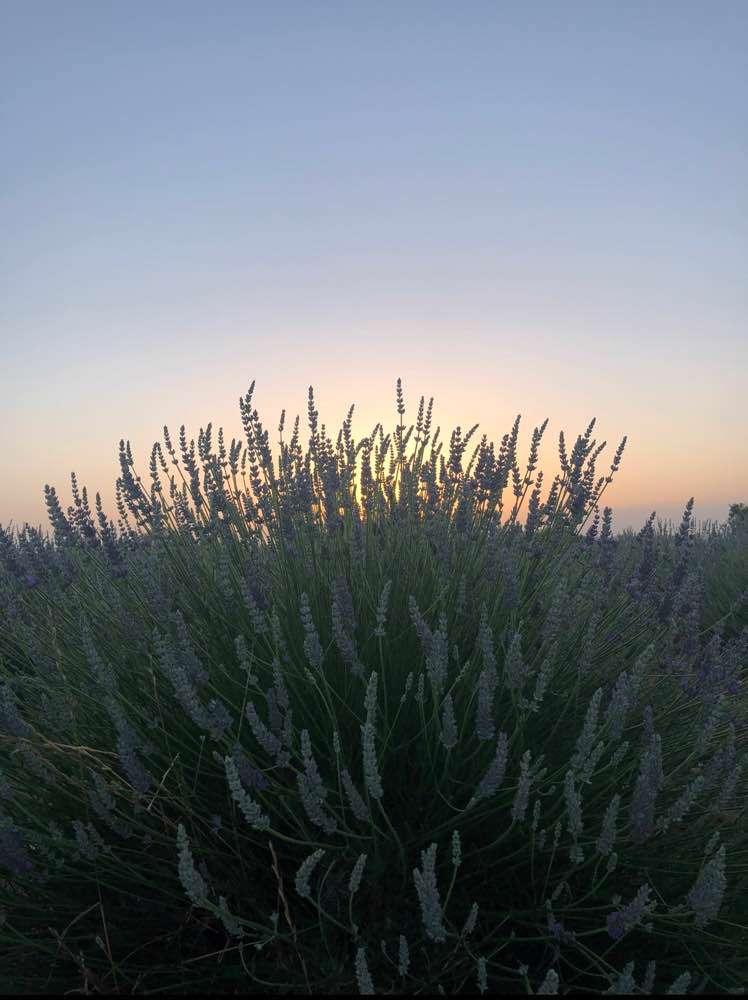 Valensole, Lavender Field