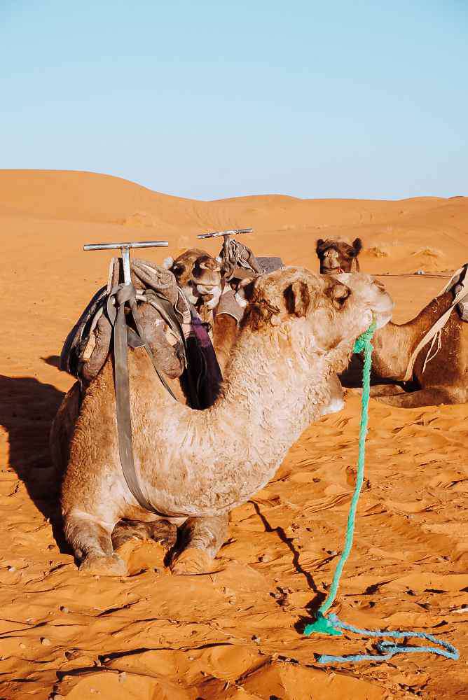 Merzouga Sahara Desert , Sahara Desert