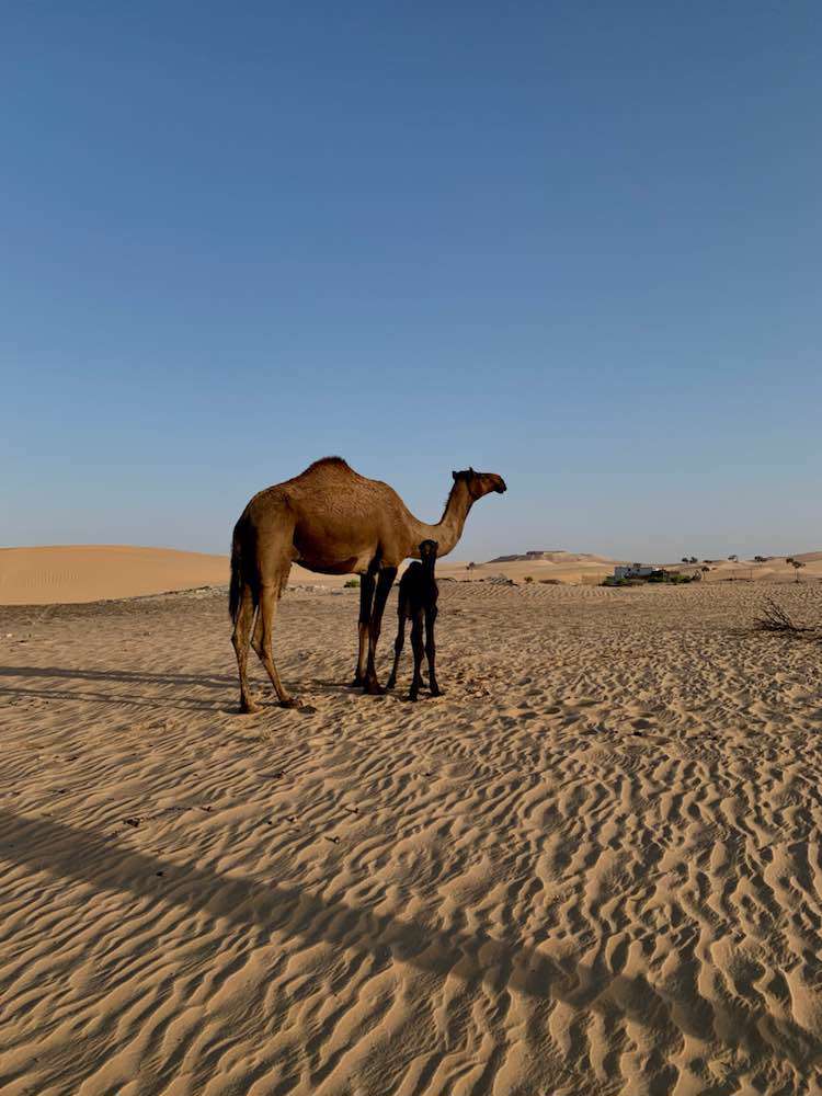 Al Khatim desert, Al Khatim Desert