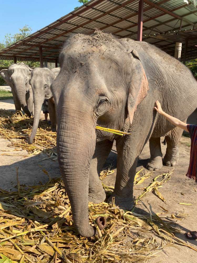 Mae Wang, Chiang Mai Elephant Home