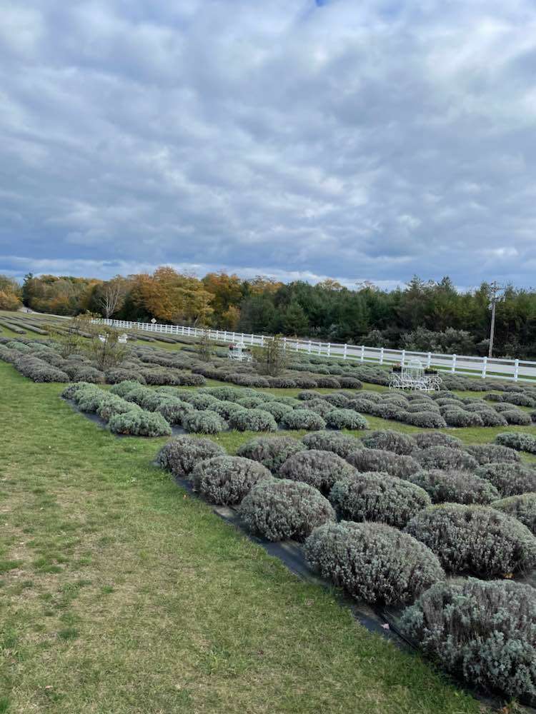 Washington Island, fragrant isle lavender farm