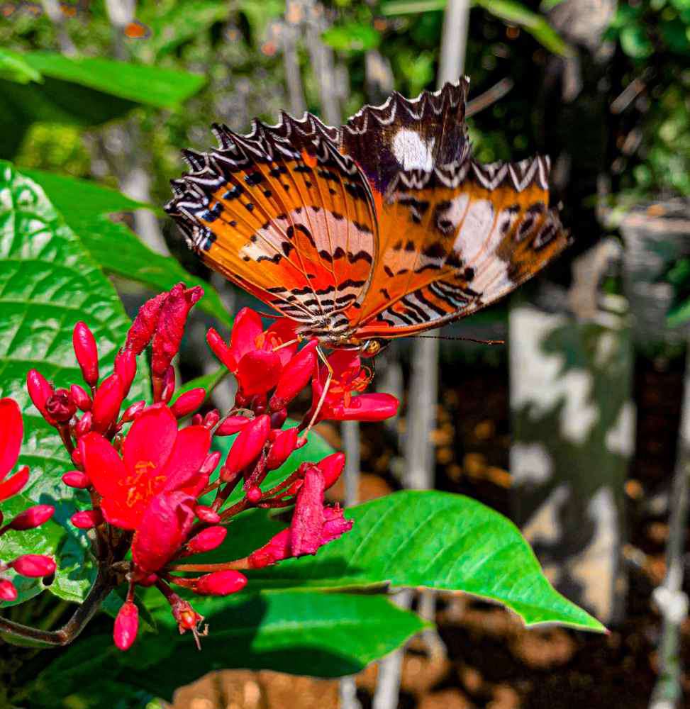 Kabupaten Tabanan, Bali Butterfly Park
