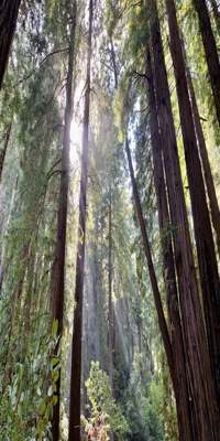 Mill Valley, Cathedral Grove