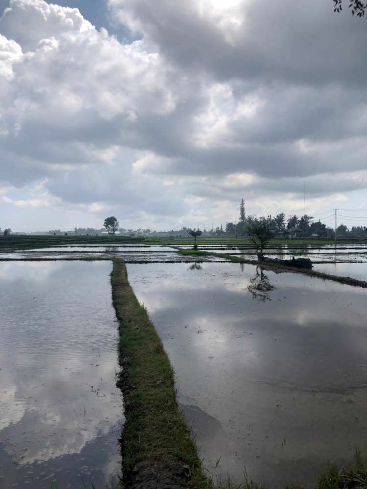 Kabupaten Gianyar, Kajeng Rice Field