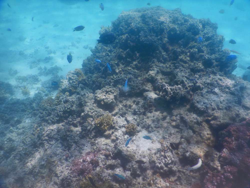 Bora-Bora, Aquarium Snorkeling Location