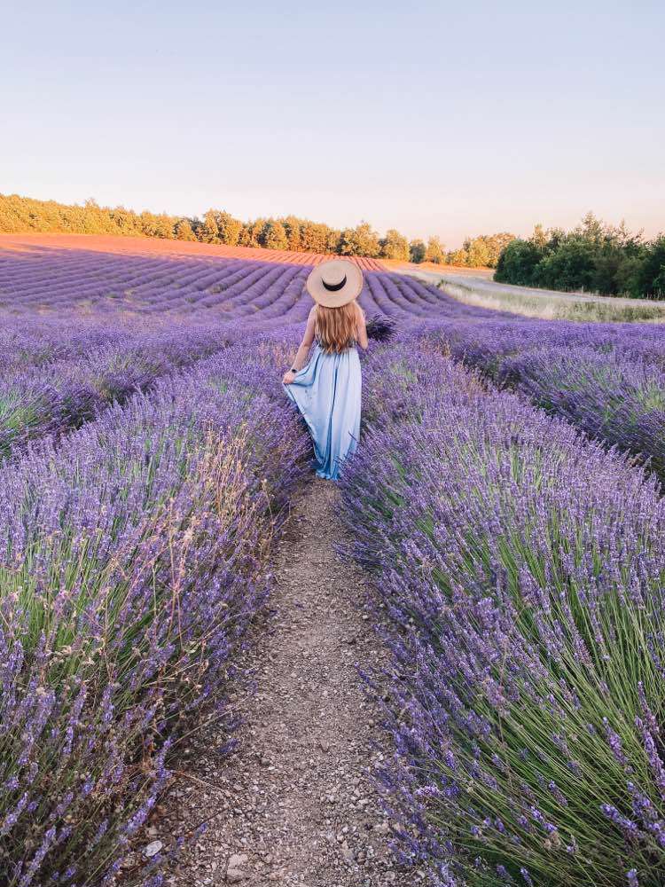 Lavender Provence  - France 