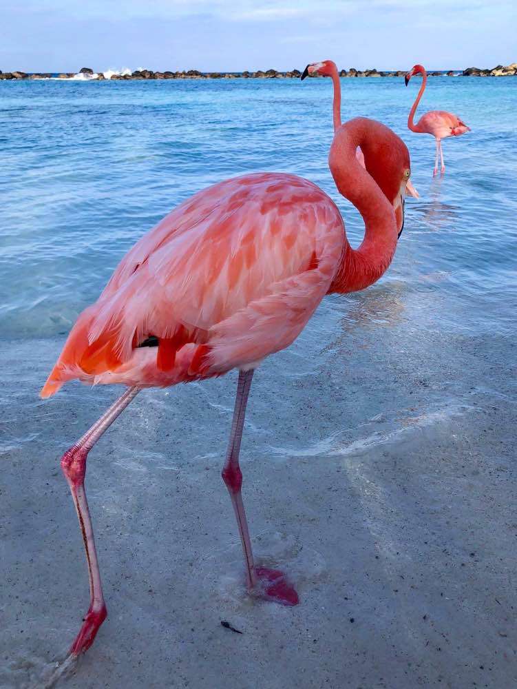 Renaissance Island , Flamingo beach (Renaissance Hotel)