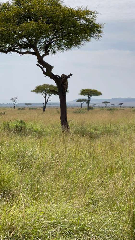 Maasai Mara , Maasai Mara National Reserve