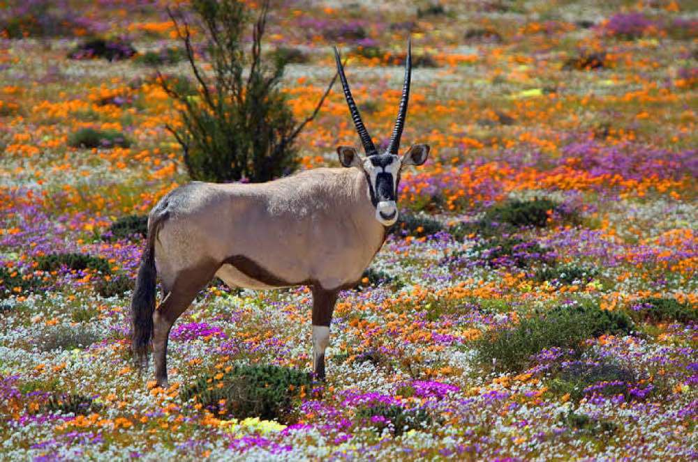 Desert Heat in Springbok, Springbok