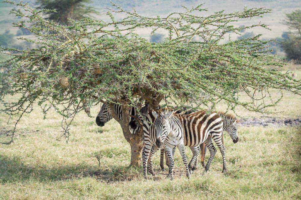 Ngorongoro, Ngorongoro Crater