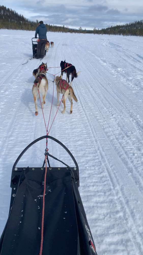 Kiruna, Snowdog. The Arctic Adventure Company.