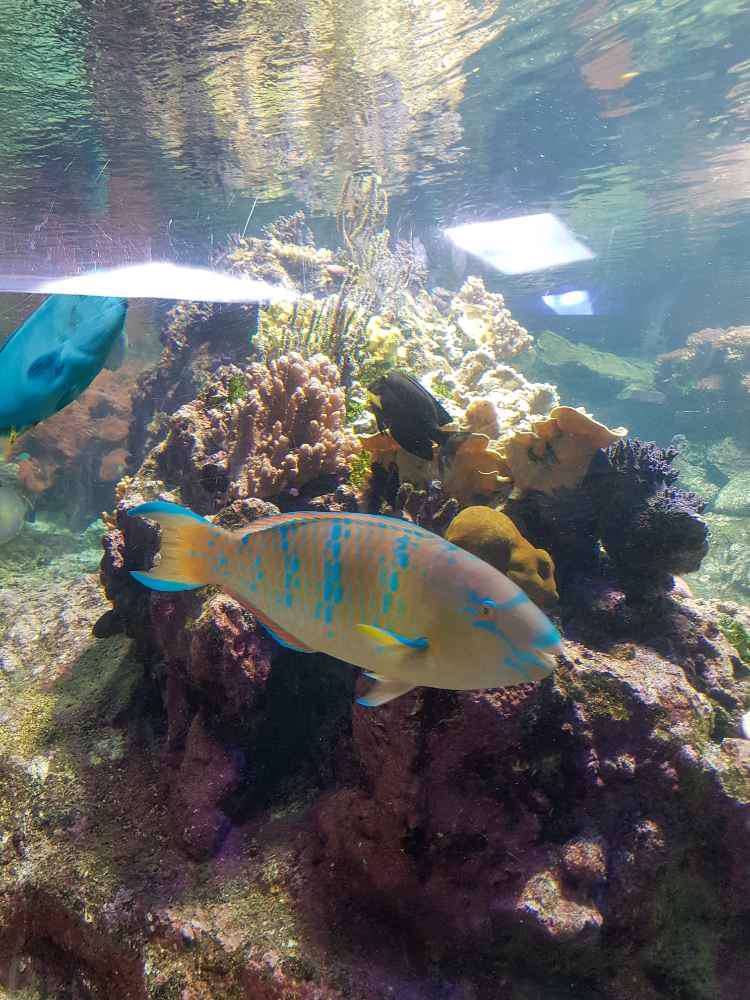 Genova, Aquarium of Genoa