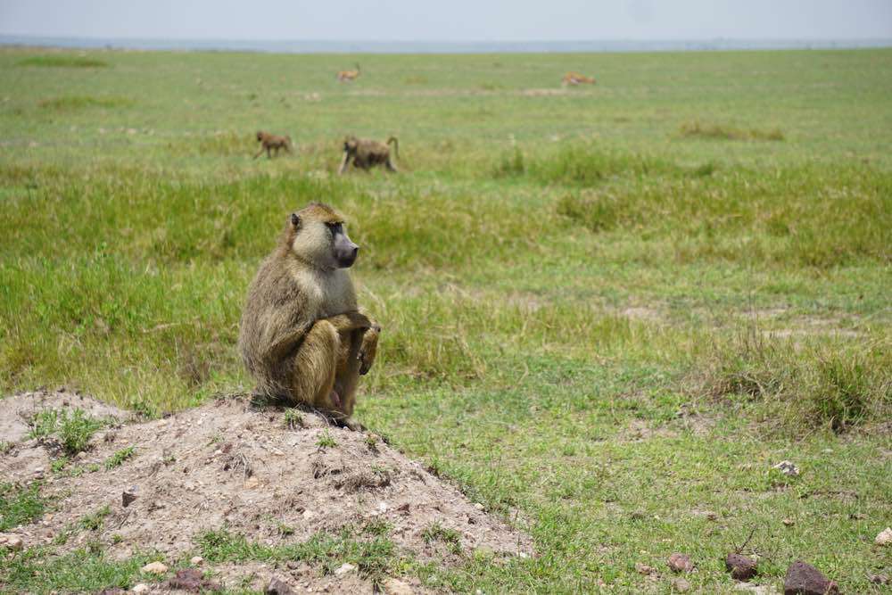 Amboseli, Amboseli National Park
