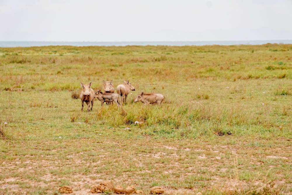 Amboseli, Amboseli National Park