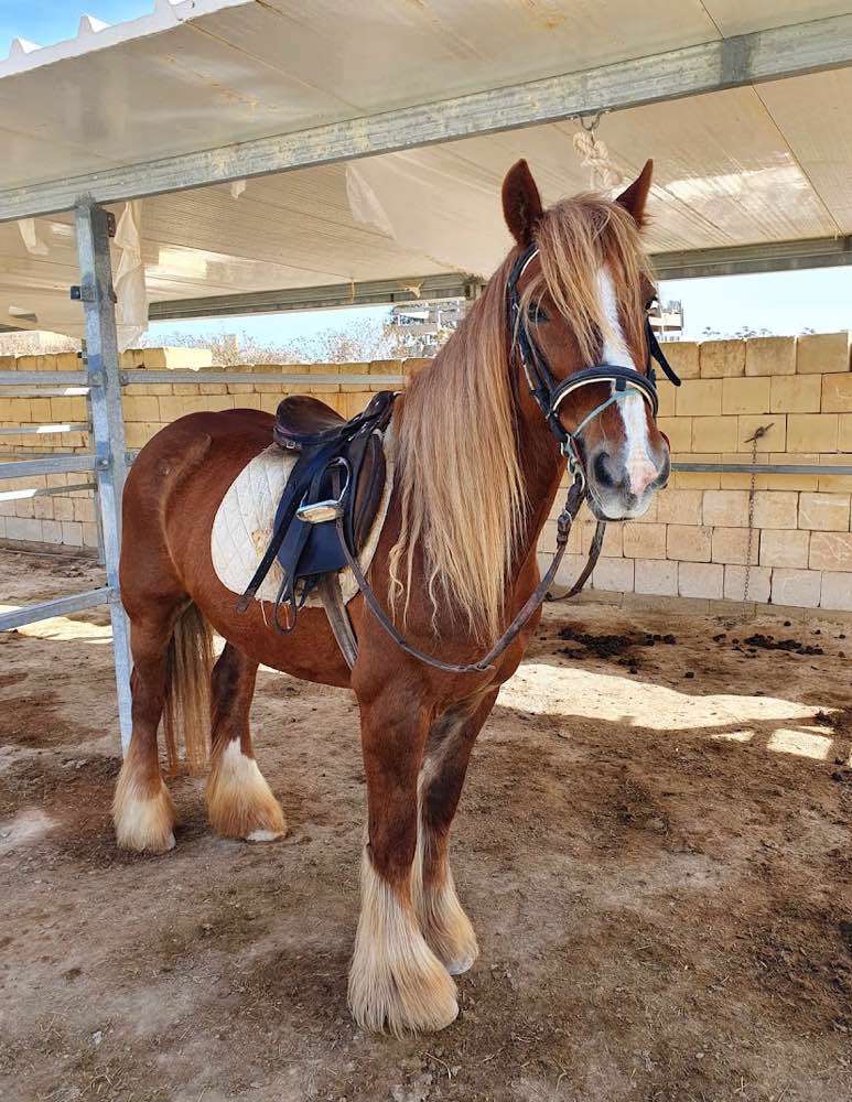 Il-Qala, Gozo Stables Horse-Riding