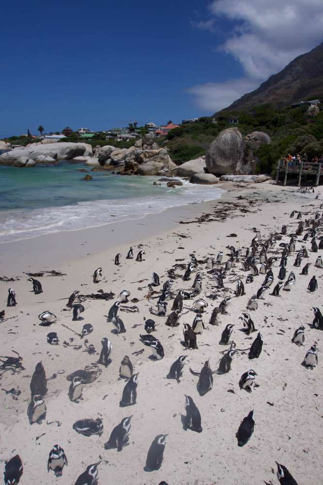 Cape Town, Boulders Beach