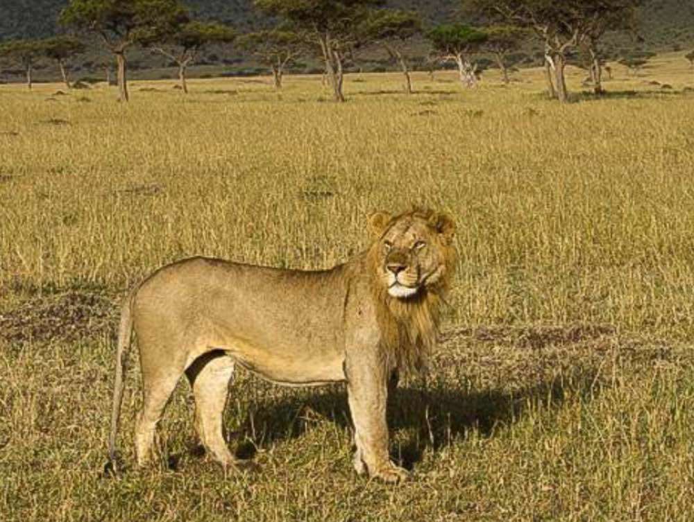 Safari Life in Kenya