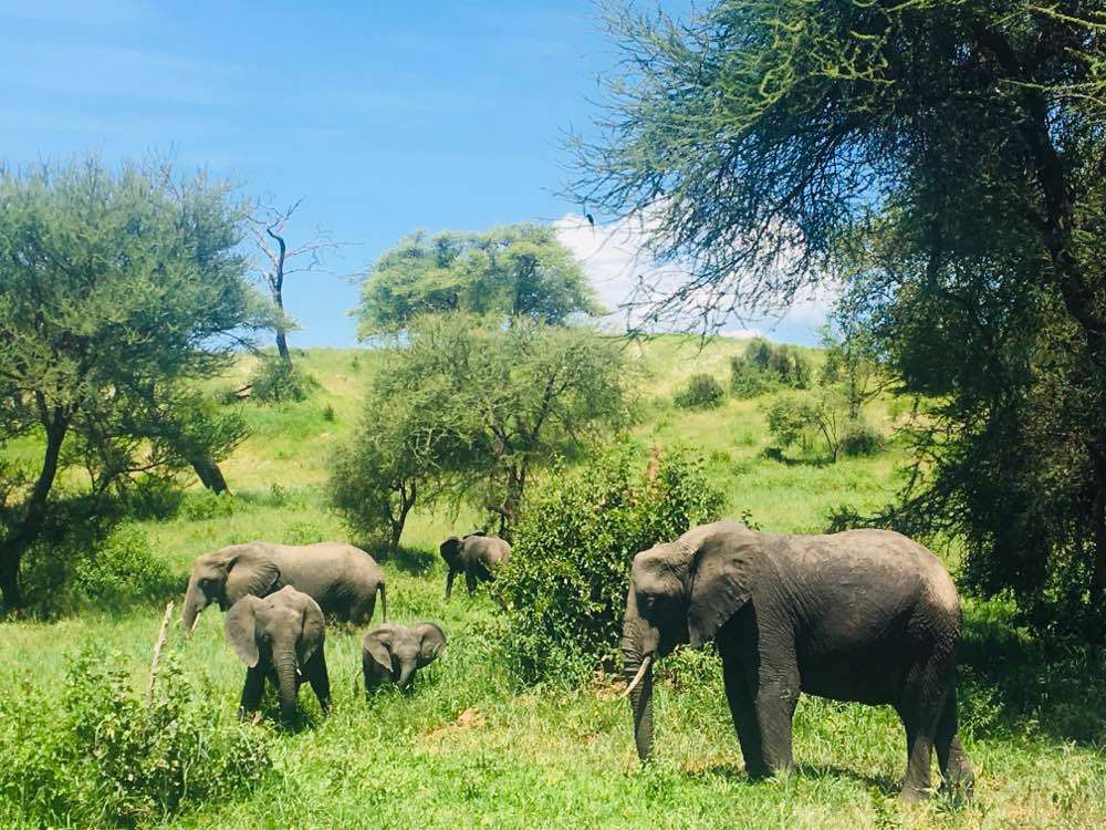Arusha & National Parks, Tarangire National Park