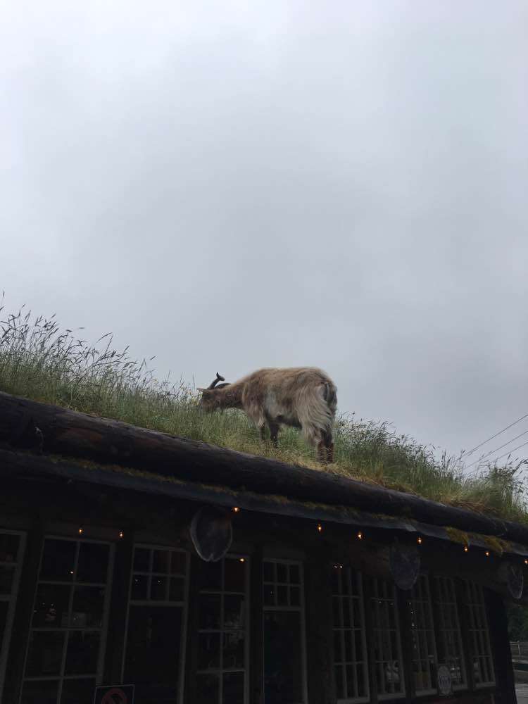 Coombs, Old Country Market - Goats on Roof