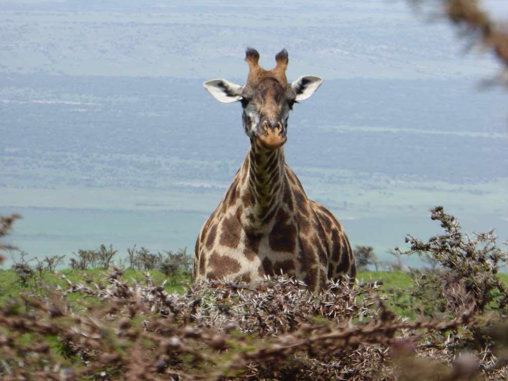 Serengeti, Serengeti