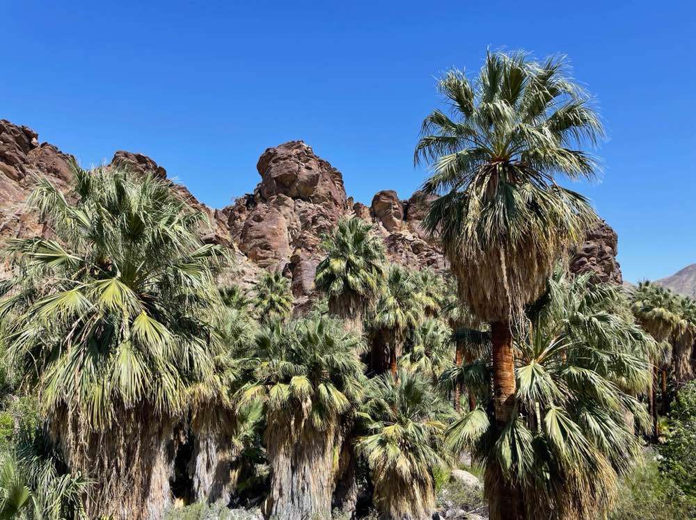 Palm Springs, Andreas Canyon