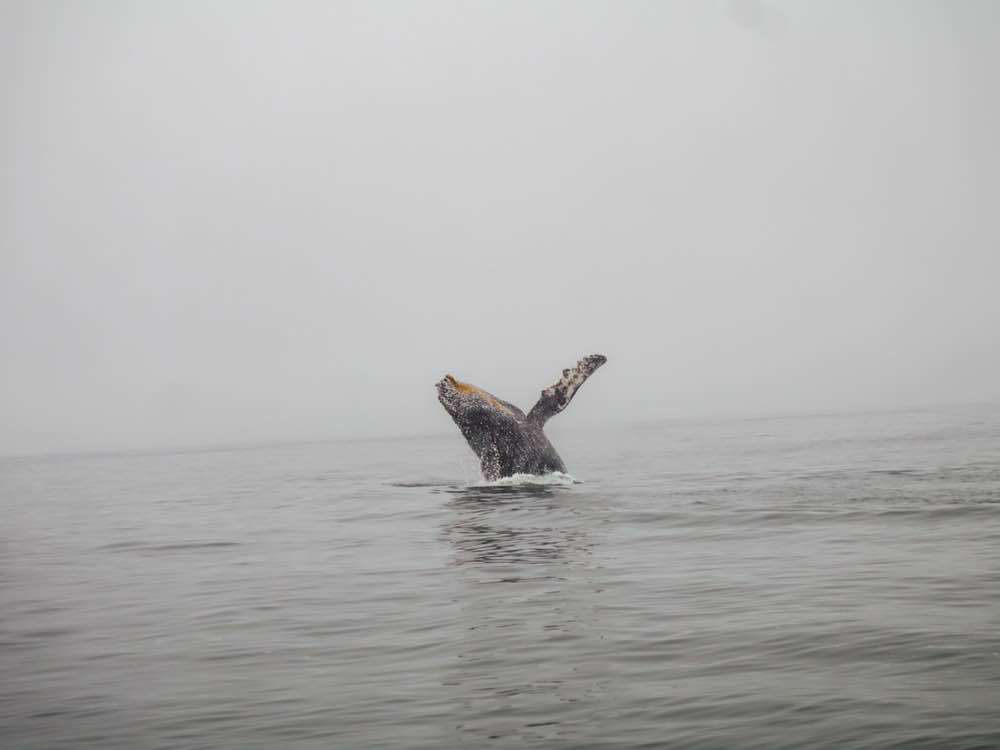 Monterey, Fast Raft