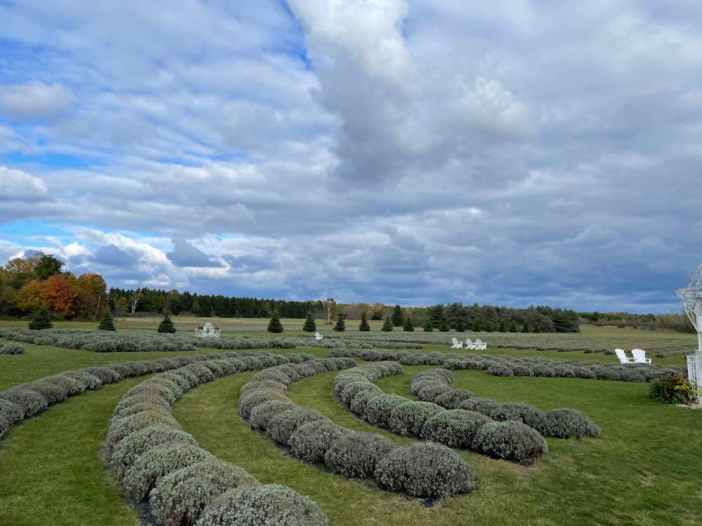 Washington Island, fragrant isle lavender farm