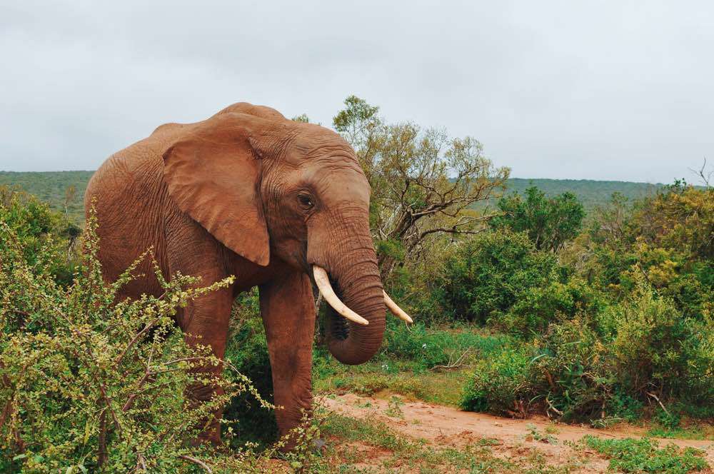 Journey with the Elephants, Addo Elephant National Park