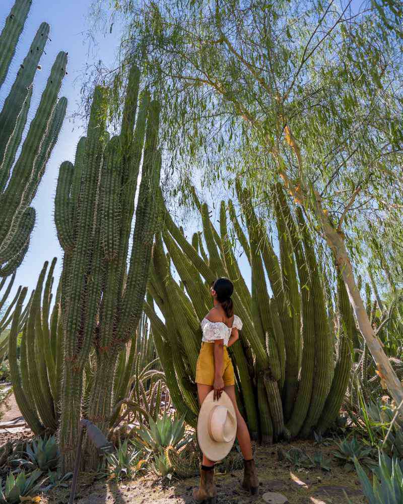 Phoenix, Desert Botanical Garden