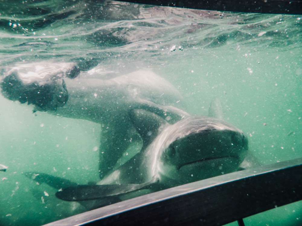 Gansbaai, Shark Cage Dive · Marine Dynamics™