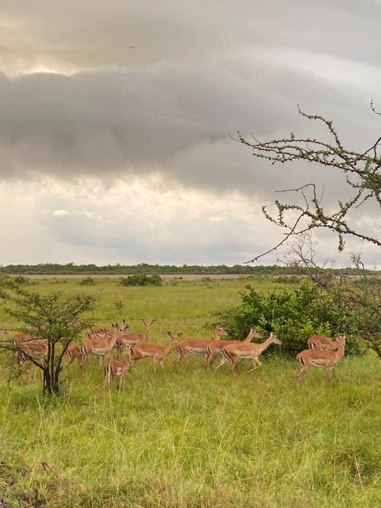 Bagamoyo, Parc national de Saadani